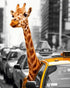 Giraffe Travelling in Taxi